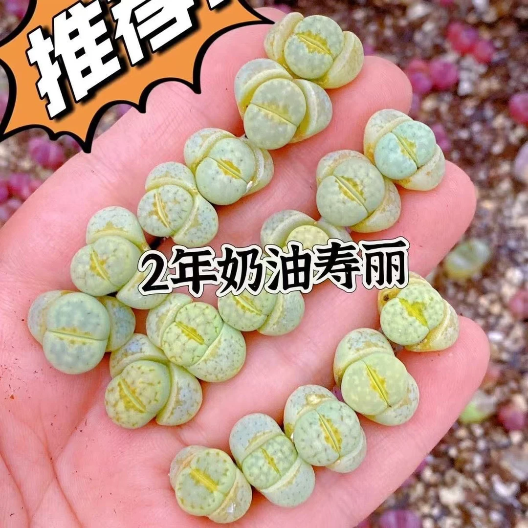 绿奶油寿丽混合多肉品种屁屁植物风铃石头PP石花母本屁股阳台发货