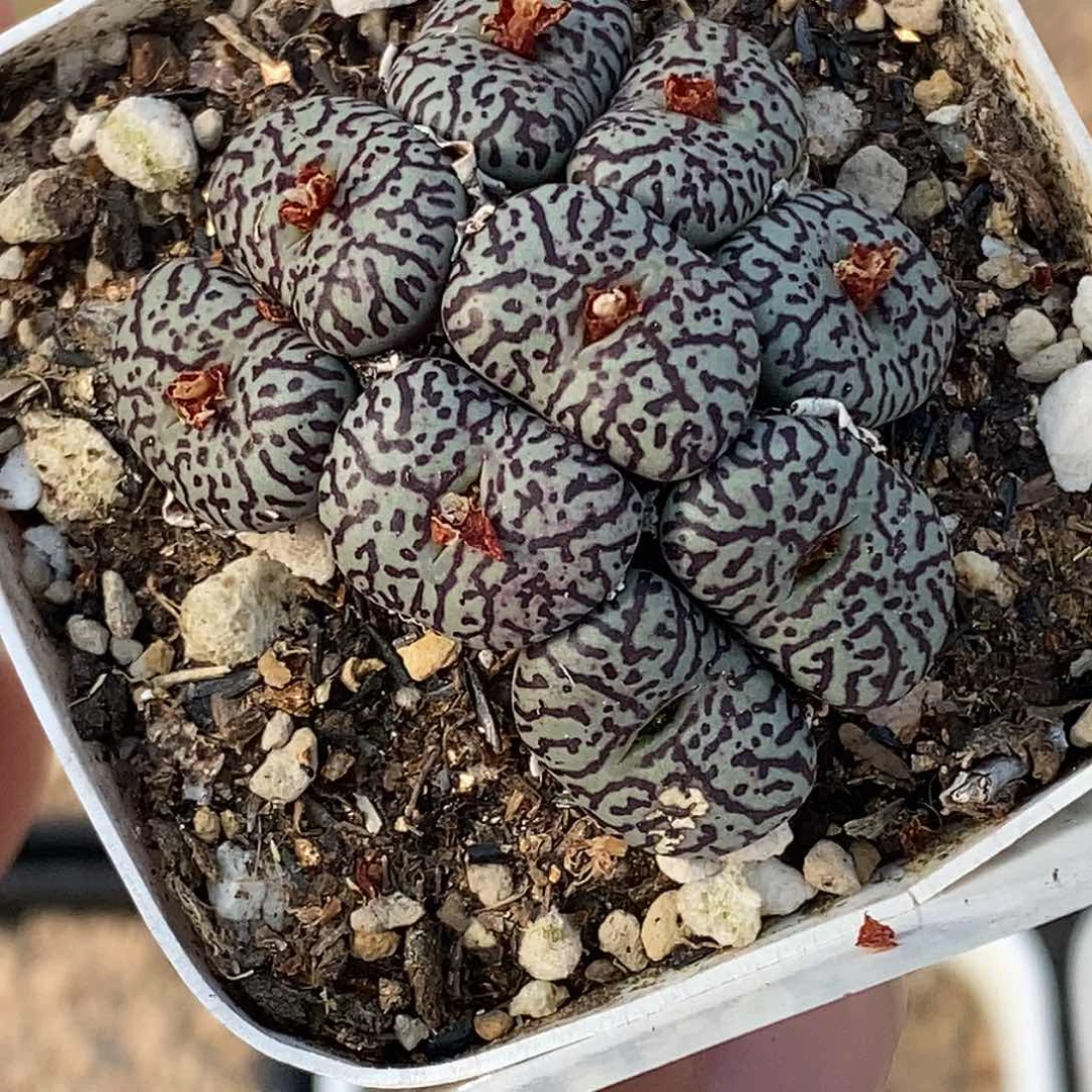 102-11-超墨88折。