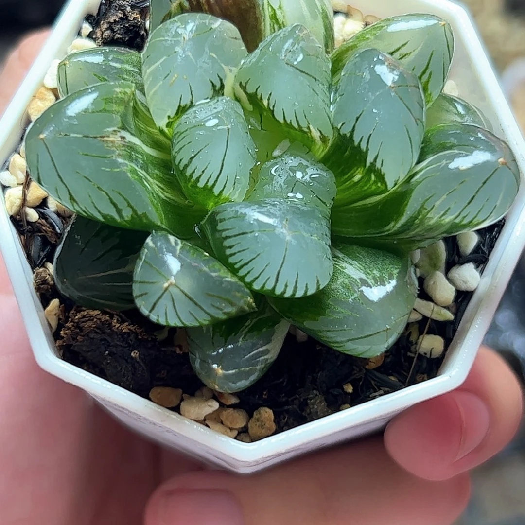 巨大化地泉十二卷多肉植物
