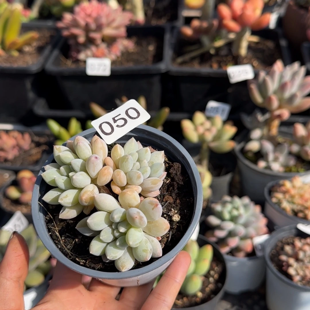 050号一物一拍一物一拍