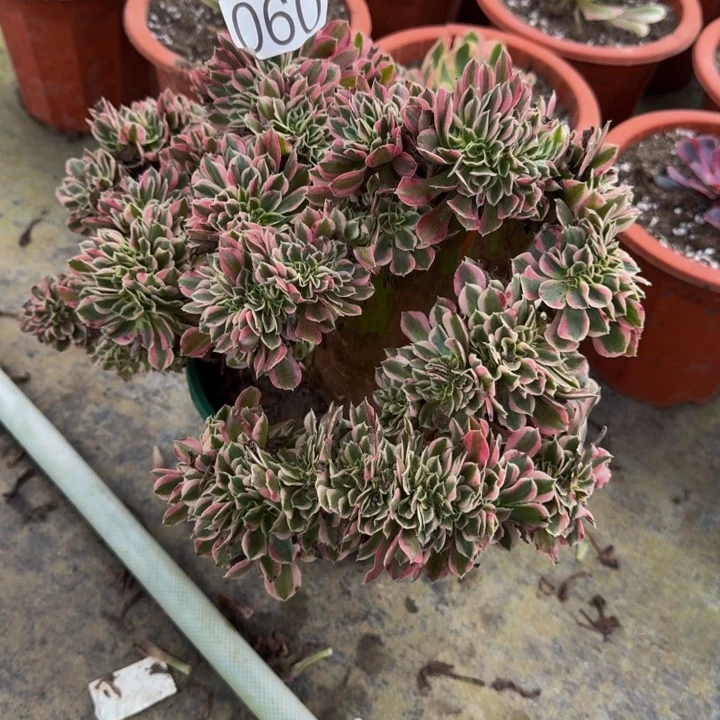 000000000060女巫缀