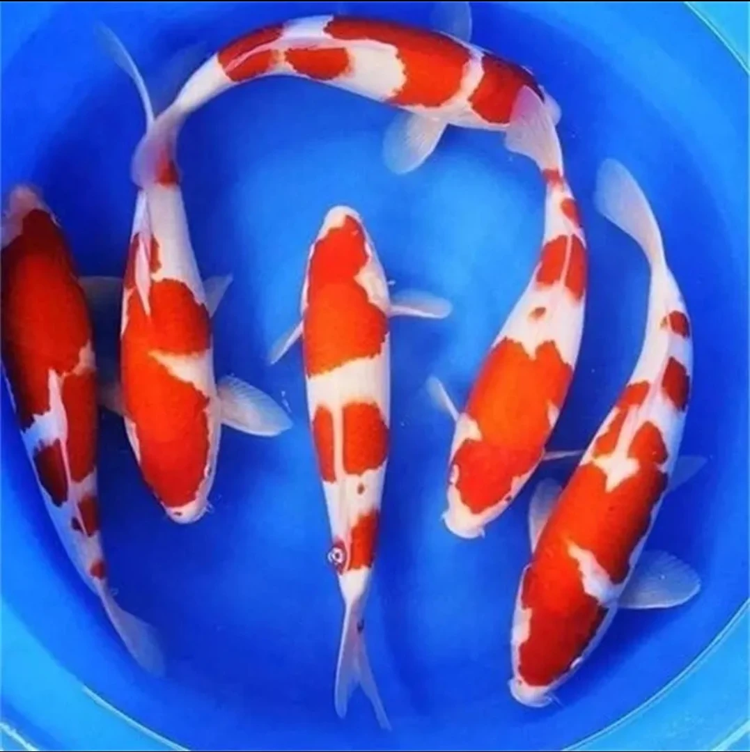 精品锦鲤丹顶红白大正秋翠介子纯血统子一代淡水鱼鱼场锦鲤观赏鱼