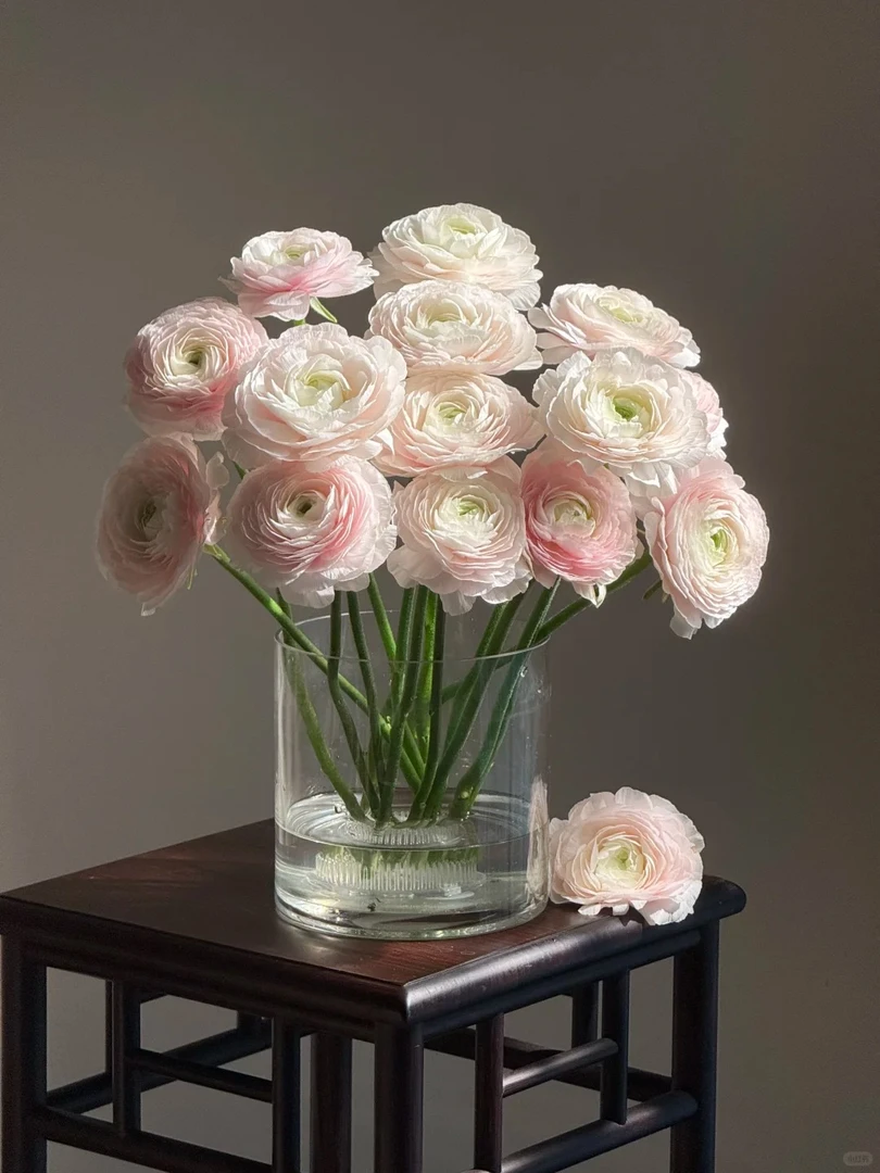 婵之语优选  河内洋牡丹