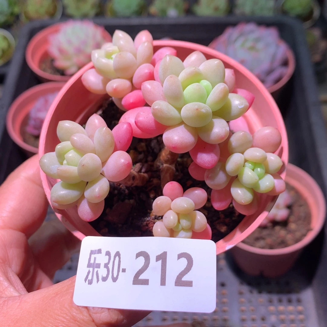 乐然30-212 洛可可