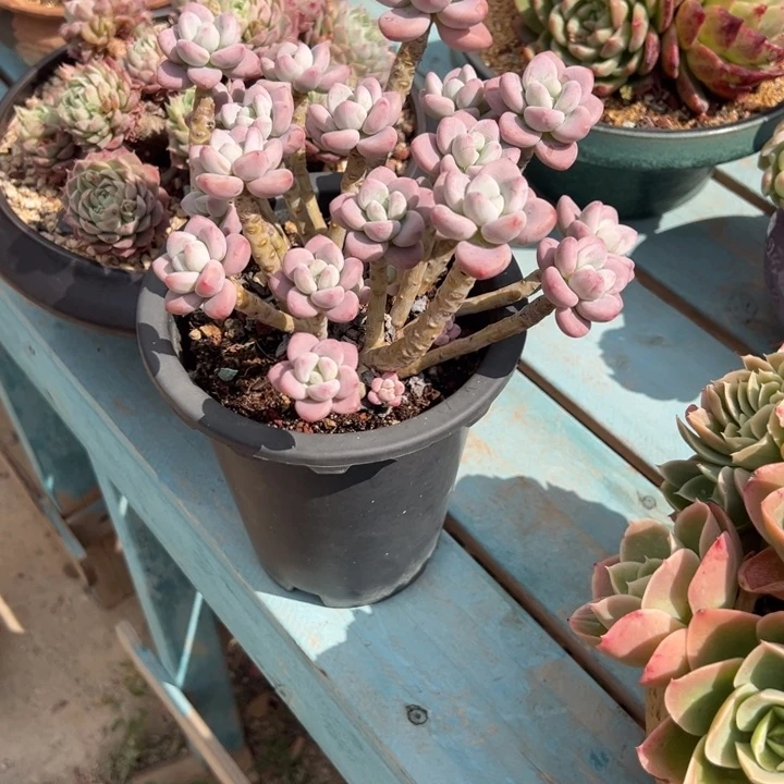 青**草洛神多肉植物脱土