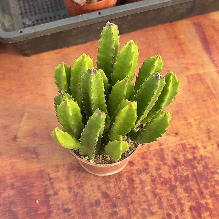 诗**香大花角仙人球