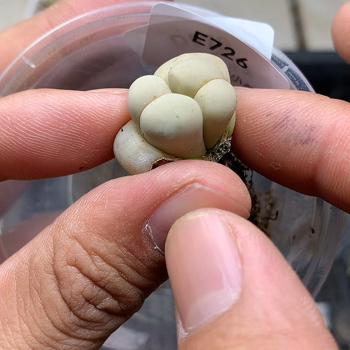 E726留蝶玉多肉植物
