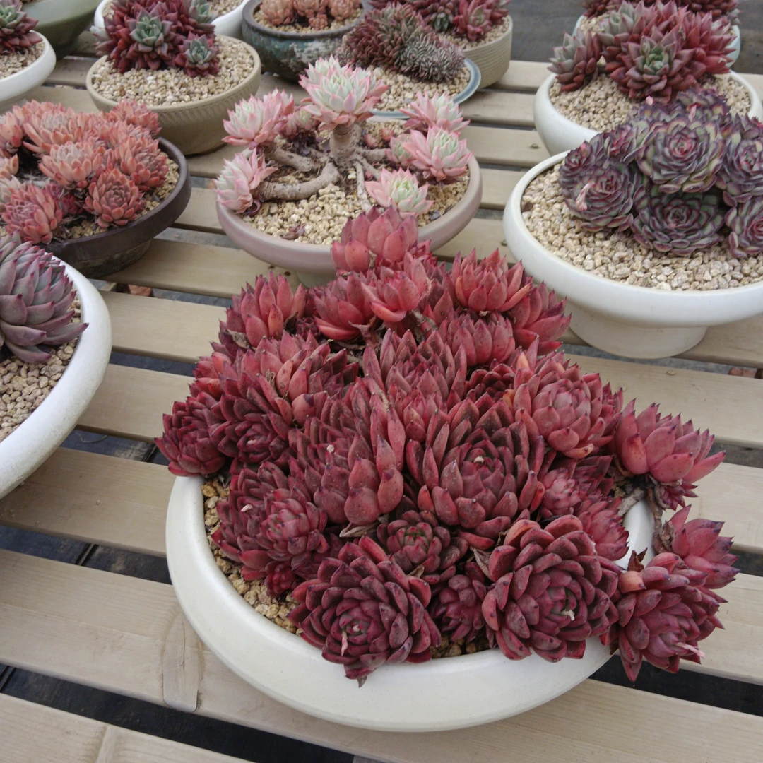 多肉植物东云 秀研 桃花源3棵