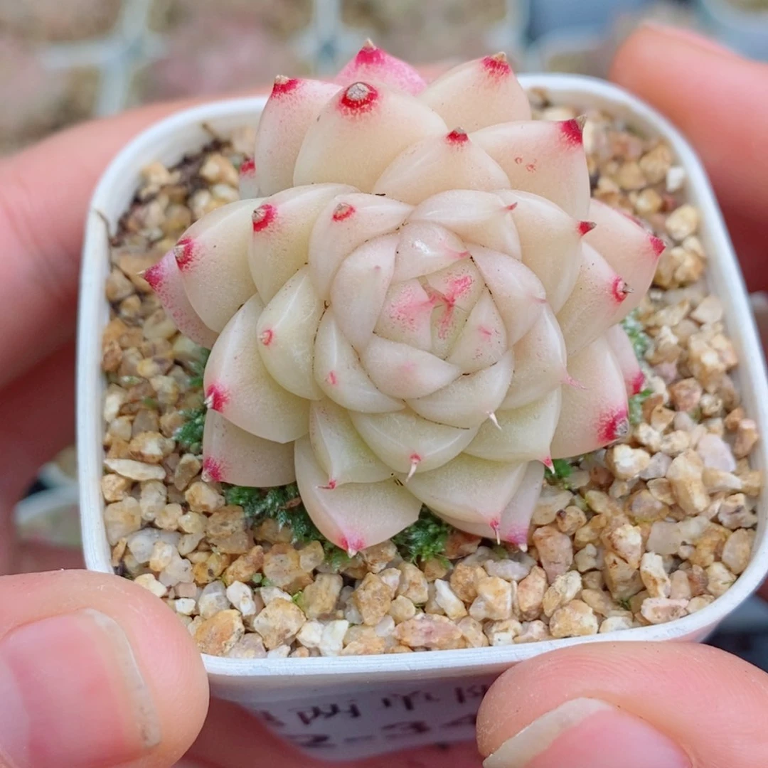 2-345 除新疆西藏内蒙12.8包邮 尺寸2～3厘米