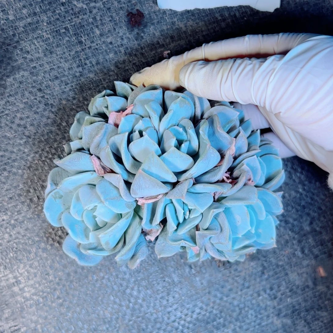 多肉植物多肉植物