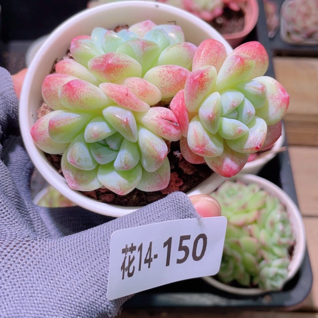 花利美14-150冰玉