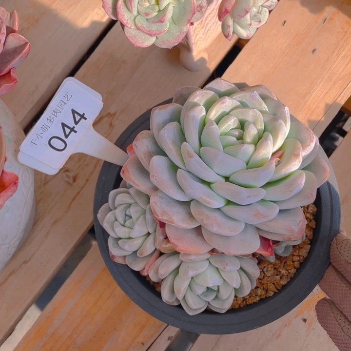 二****饼谢谢你的支持0000044