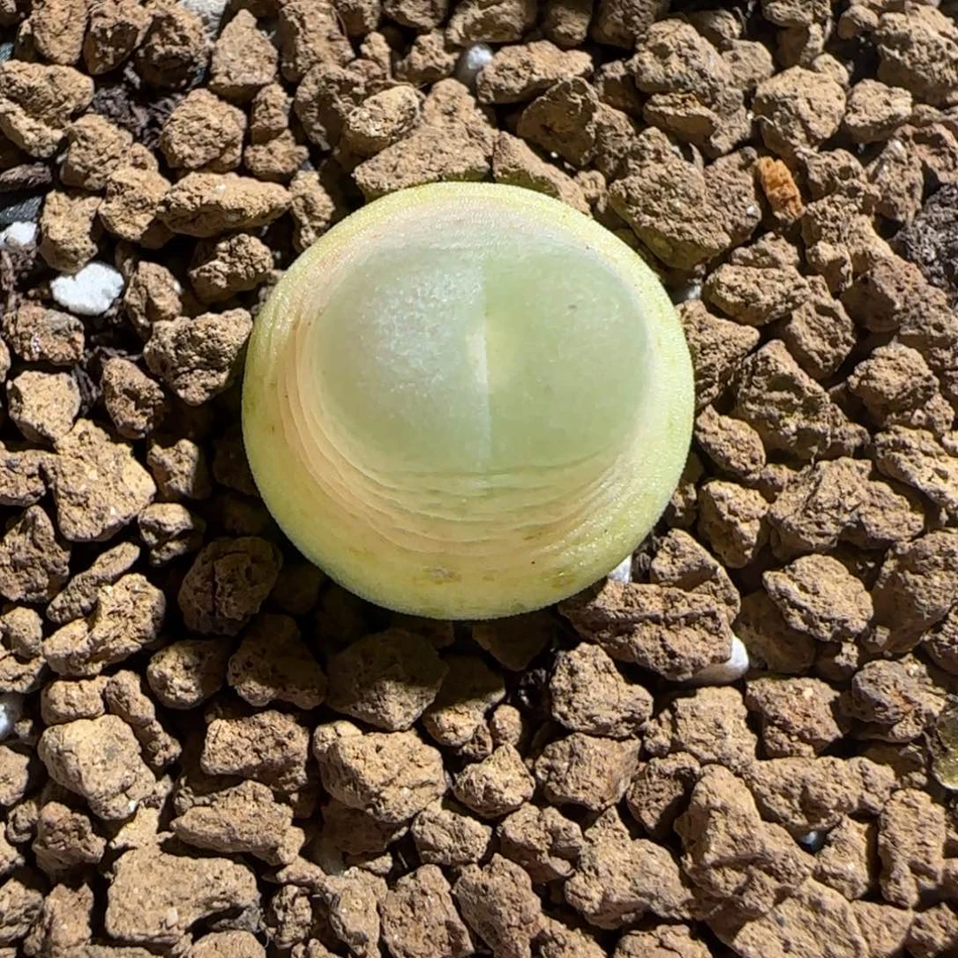 肉锥多肉植物组合-日式拉登677