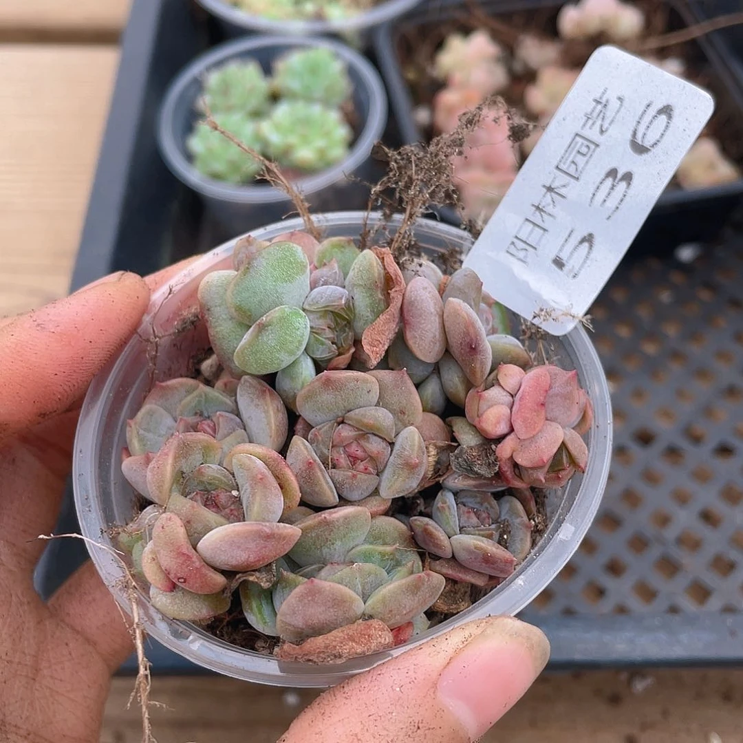 多肉植物多肉植物536