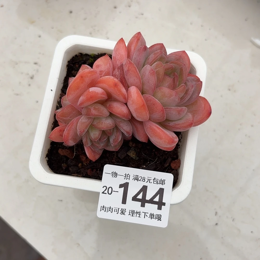 全明星无盆土发货