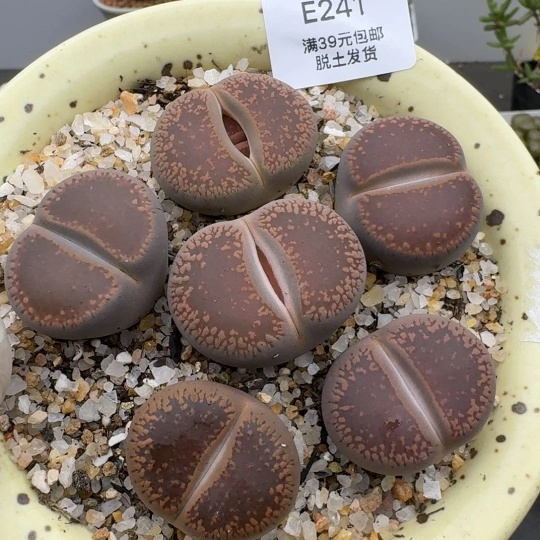 241多肉哈哈哈哈哈哈哈哈哈