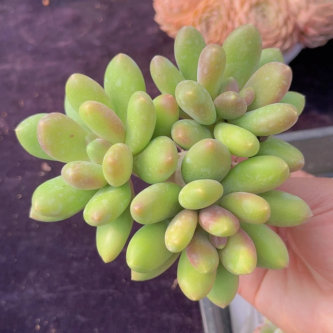 多肉植物芒果奶多肉
