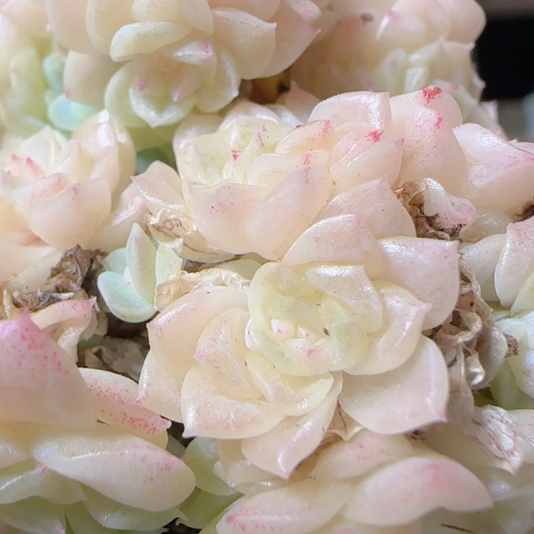 花语多肉1201-03开播福利散