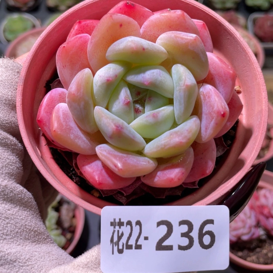 花利美22-236冰糖