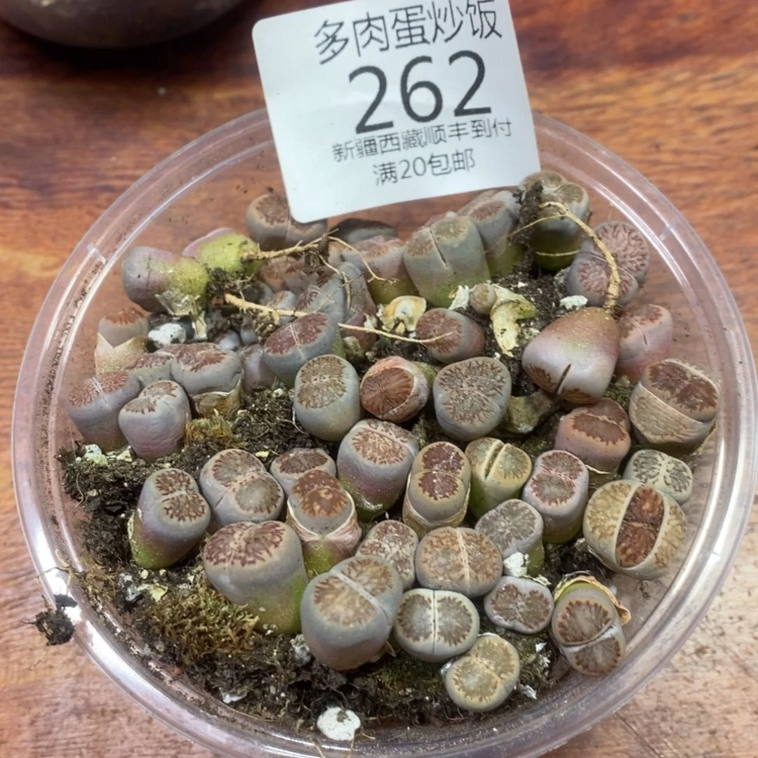 多肉蛋炒饭，0000262
