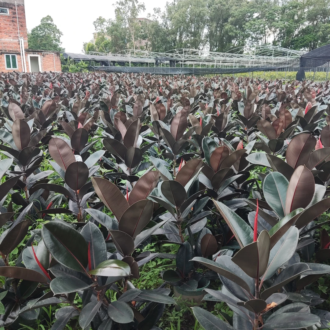 黑金刚橡皮树盆栽净室内绿色植物吸甲醛防辐射办公桌盆栽四季绿植