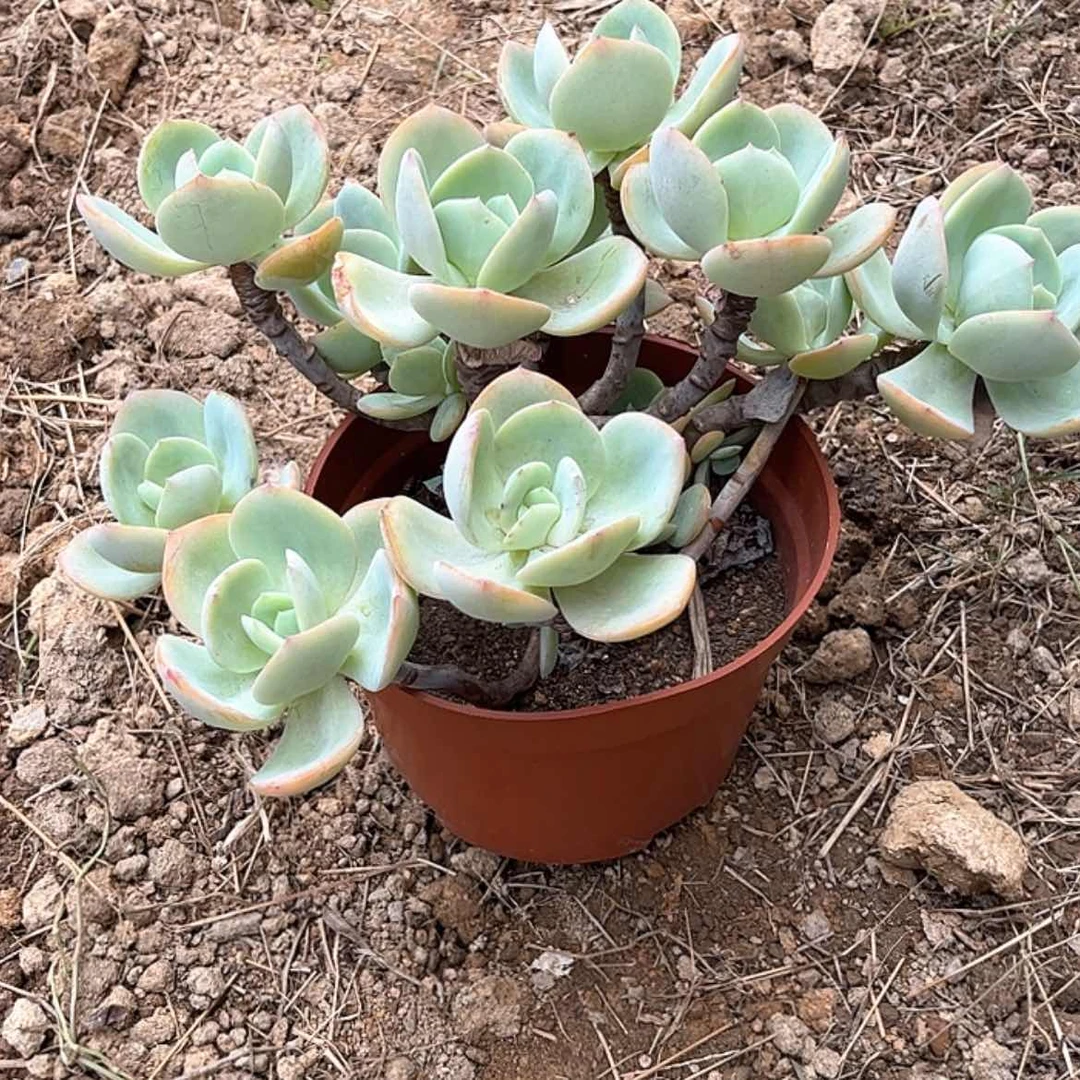 【闪购商品】无花朵用****8