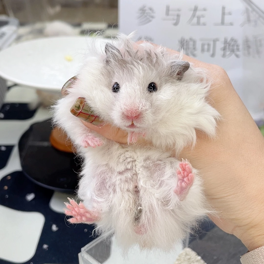 火波弟弟 8.30生日 特