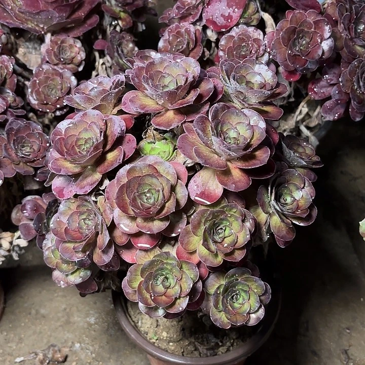 多肉植物法师魅金15