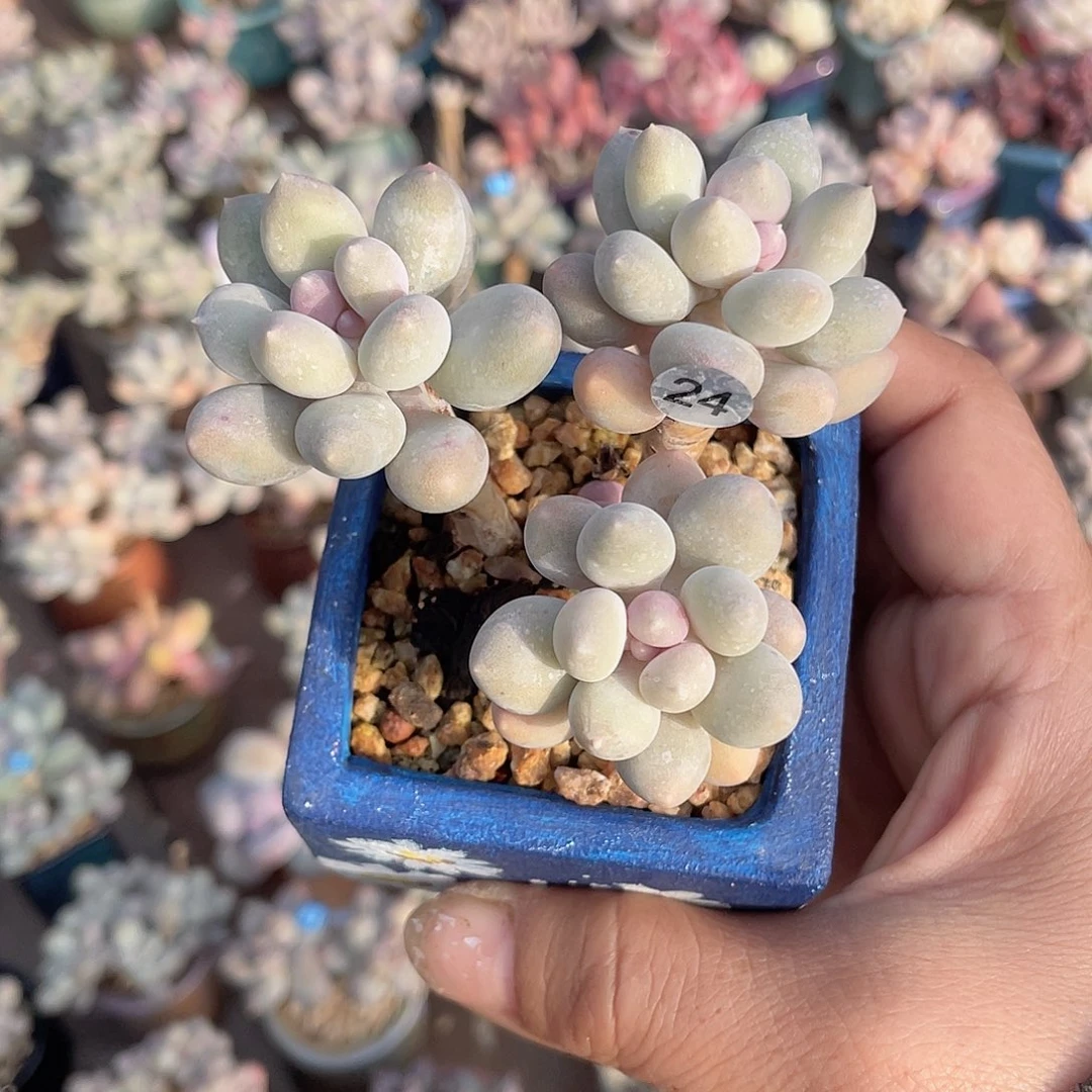 溜溜球 脱土发货7口盆