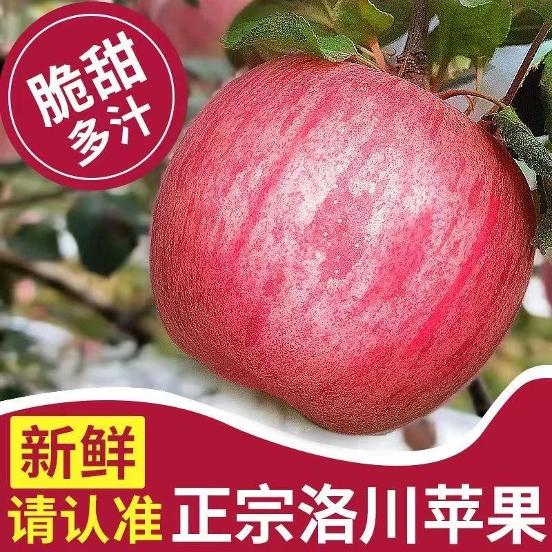 【现摘现发】正宗洛川苹果陕西红富士苹果新鲜现摘孕妇水果脆甜ly2.