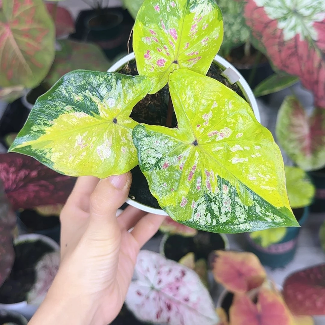 完全开放           67