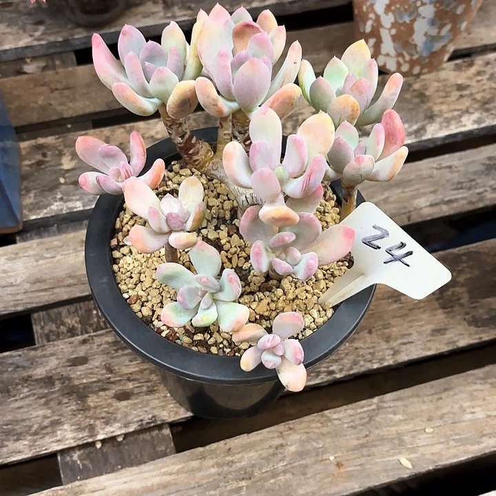 多肉植物，灰姑娘24号