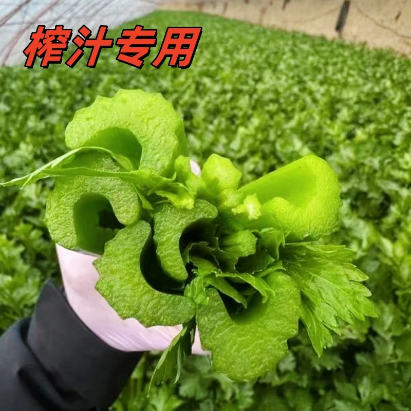 【榨汁专用】大颗西芹 9斤装榨汁专用脆嫩多汁 产地直发现摘现发