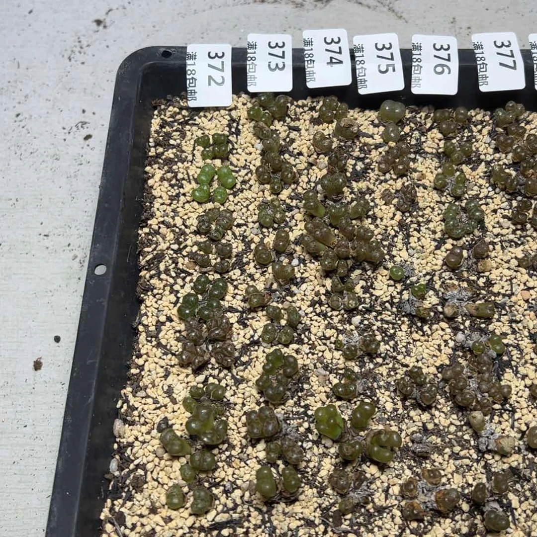 【闪购商品】372。