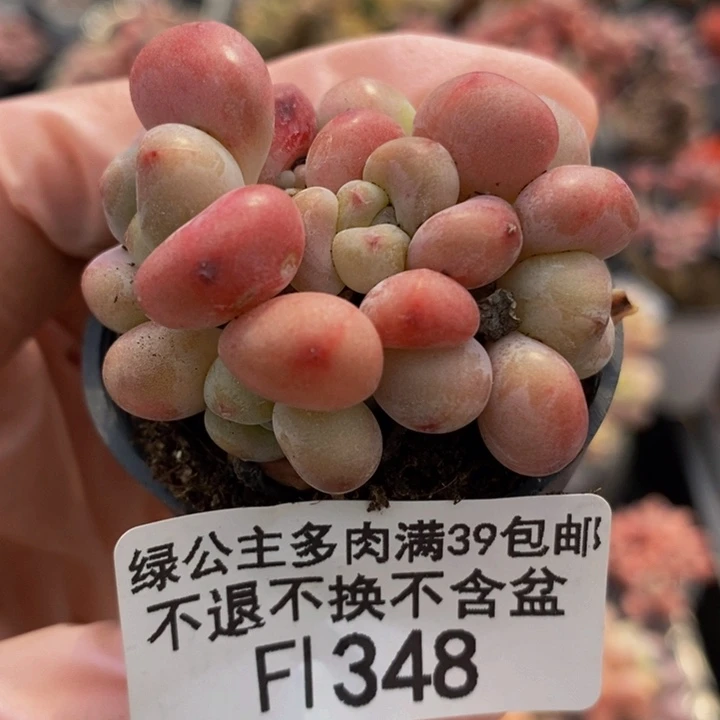 樱花洛神5cm348多肉植物
