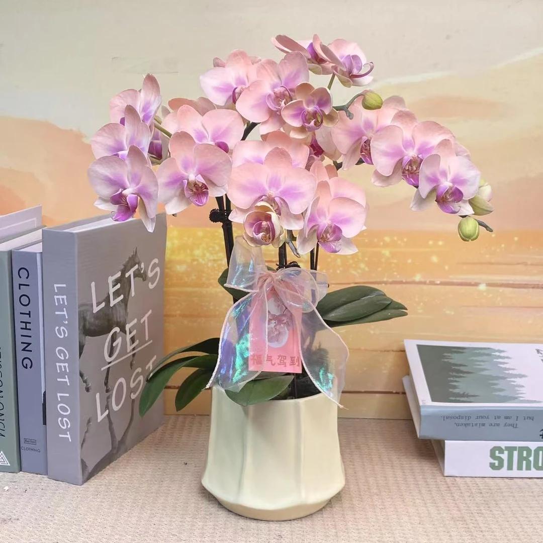 雪媚娘 蝴蝶兰 特殊工艺 粉色花型 室内精品观赏 真花盆栽