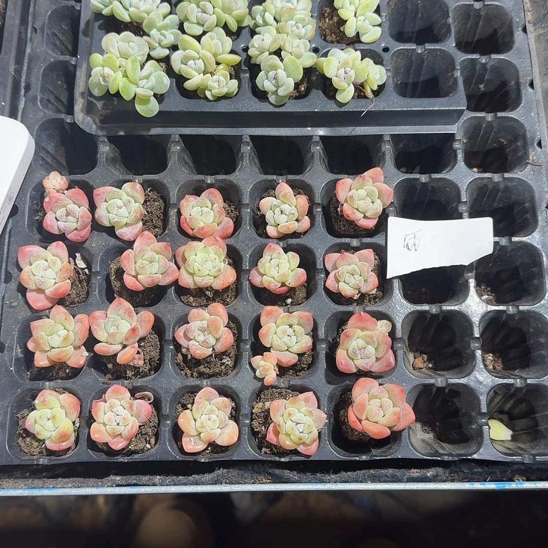 雨一物一拍专拍链接