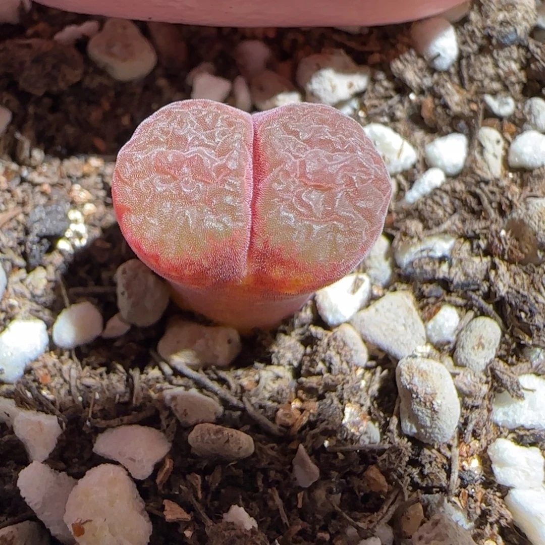 肉锥多肉植物组合-流沙109