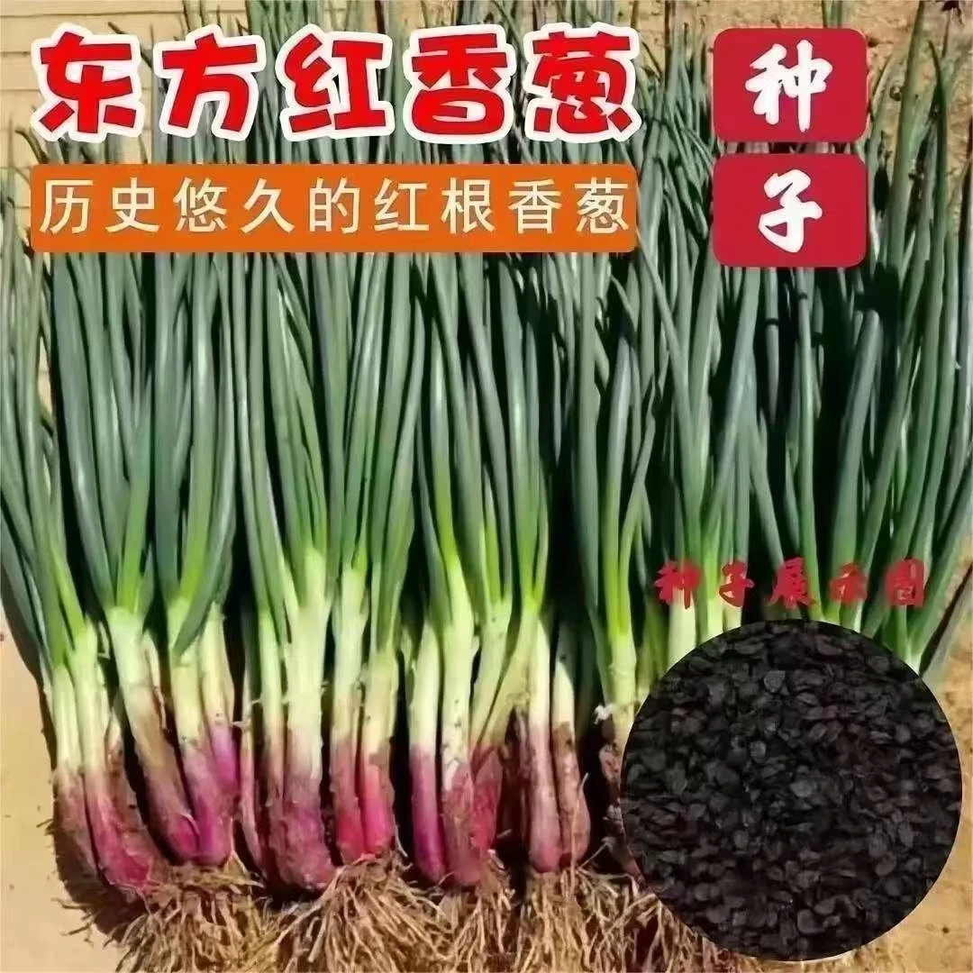Y312红皮香葱种子四季小香葱种子红根香葱种籽蔬菜种子