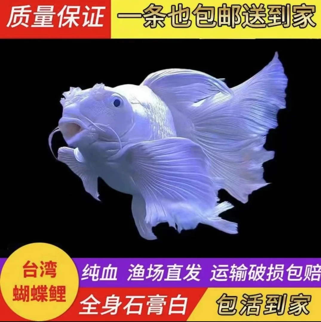 纯种蝴蝶鲤球鲤观赏鱼大鳍大尾好养耐活