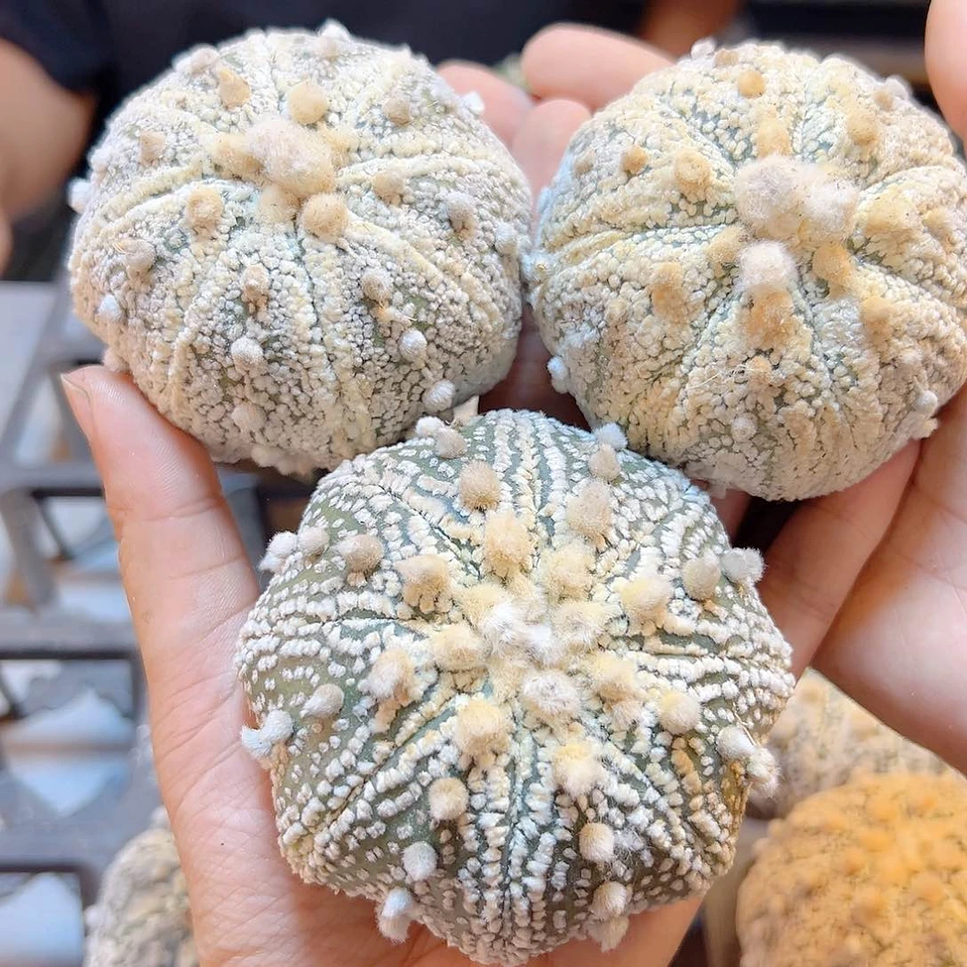 苗接超兜无根1颗6.8公分