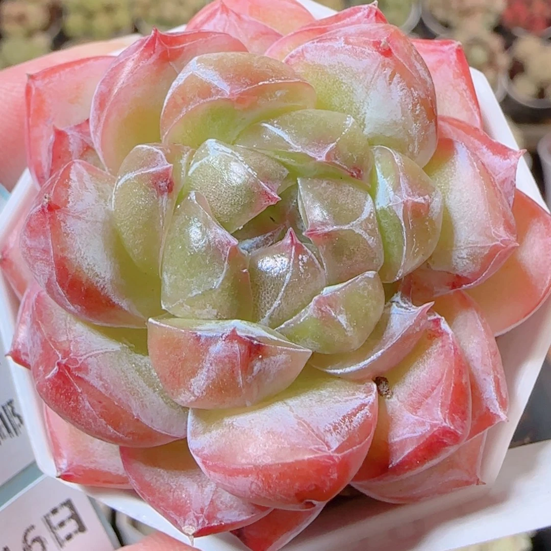 花语逸镜1116-310钻石珍妮