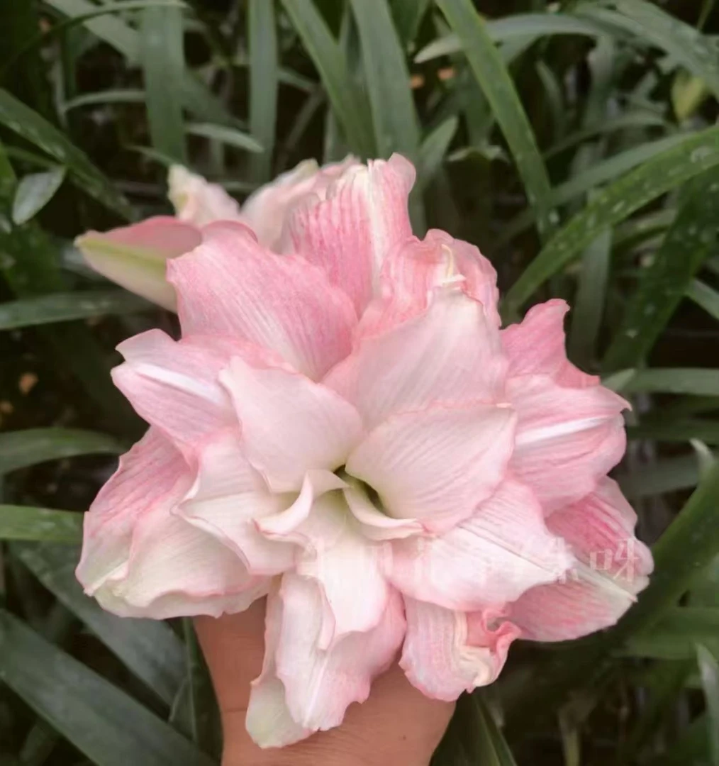 逸植朱顶红《千娇百媚》重瓣种球