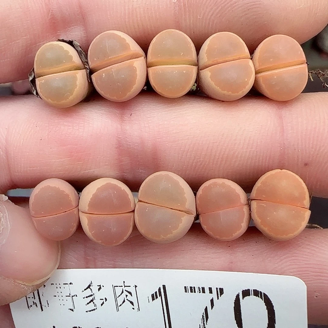 满满18包邮1231-170