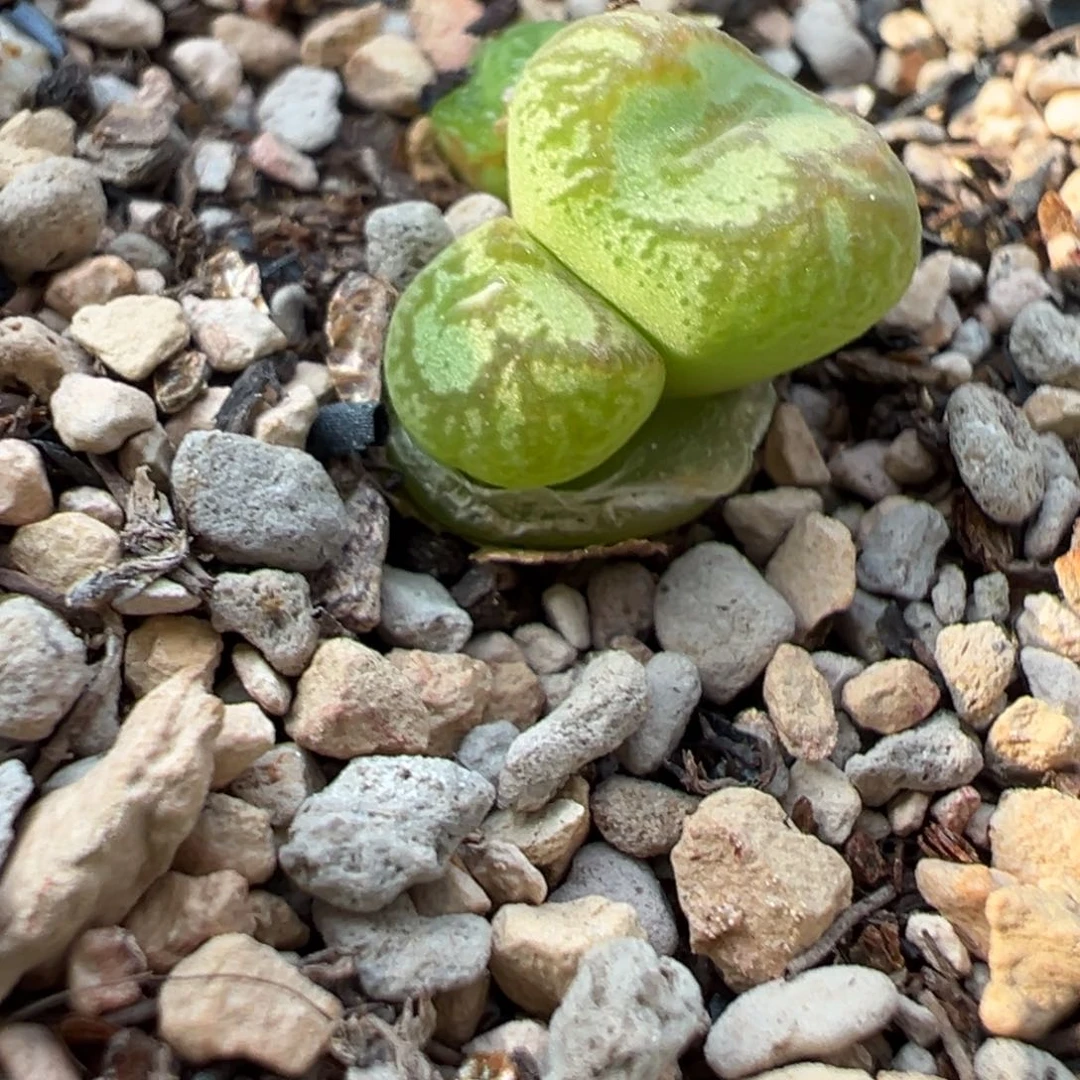 雒*一头多肉多肉