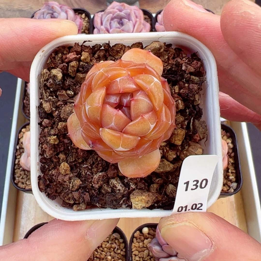 好好看130、哈哈哈哈