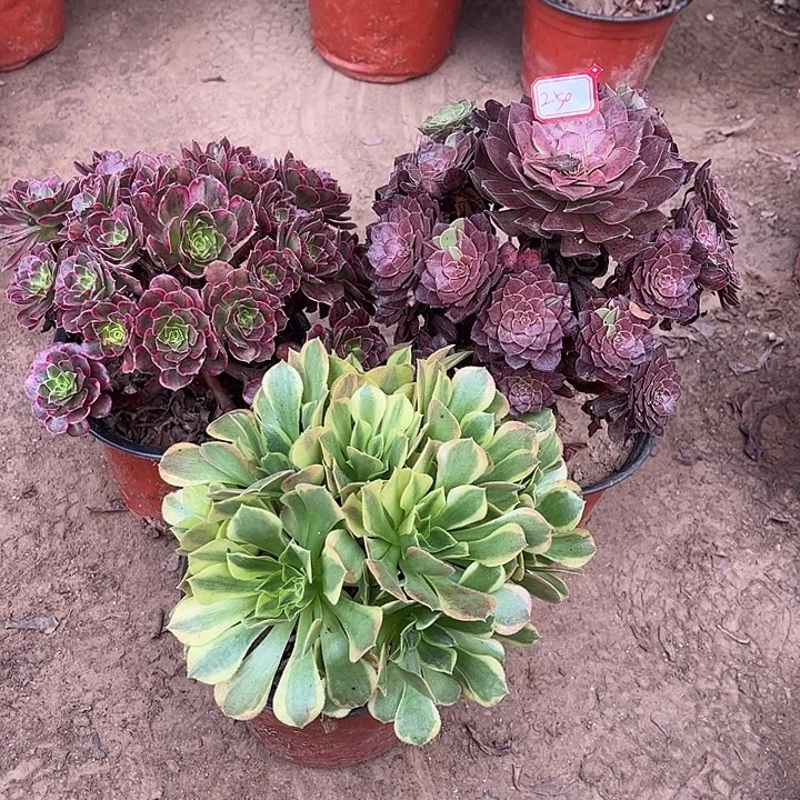 250多肉植物组合，
