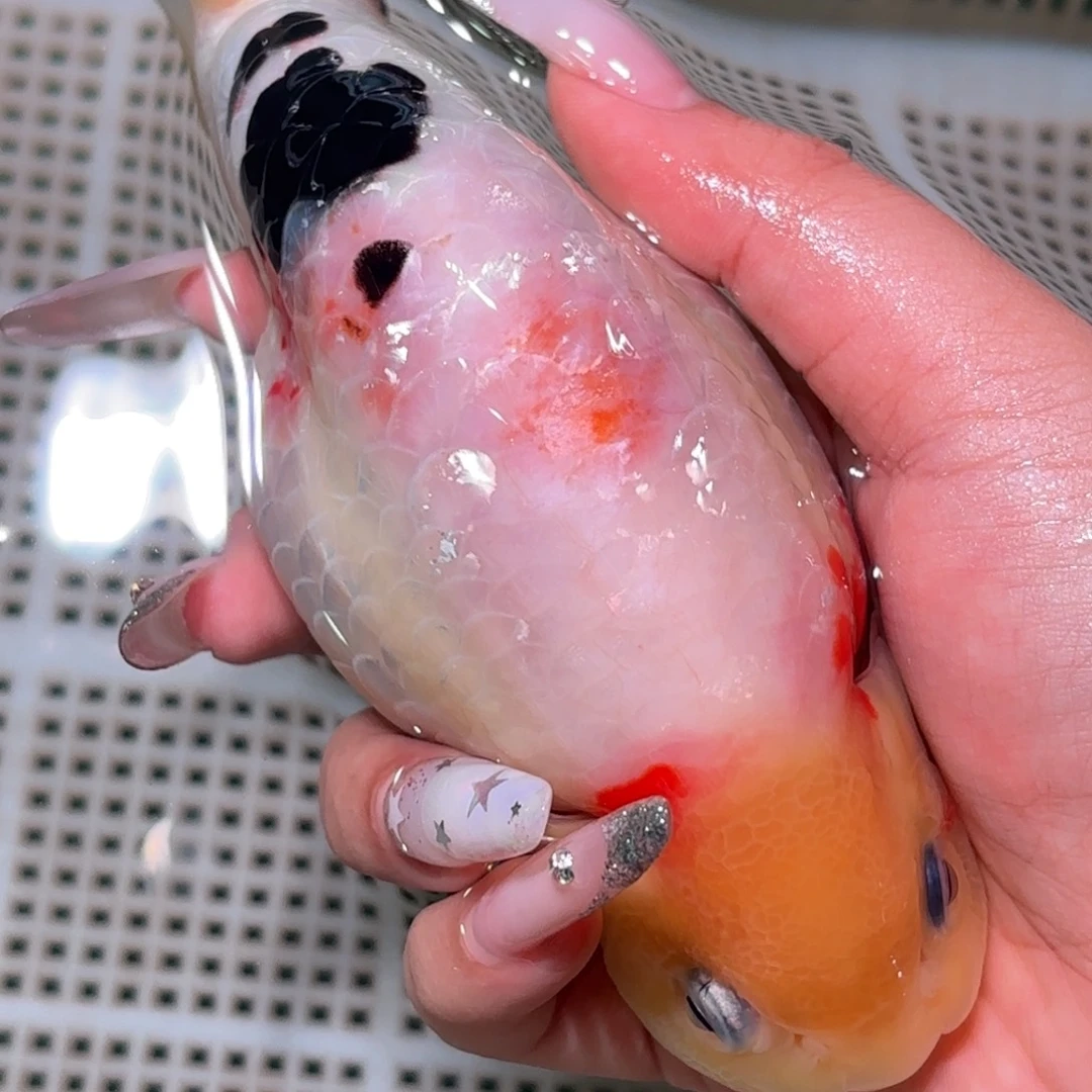 白***隙金鱼不拍包装运费到付，拍包装包邮