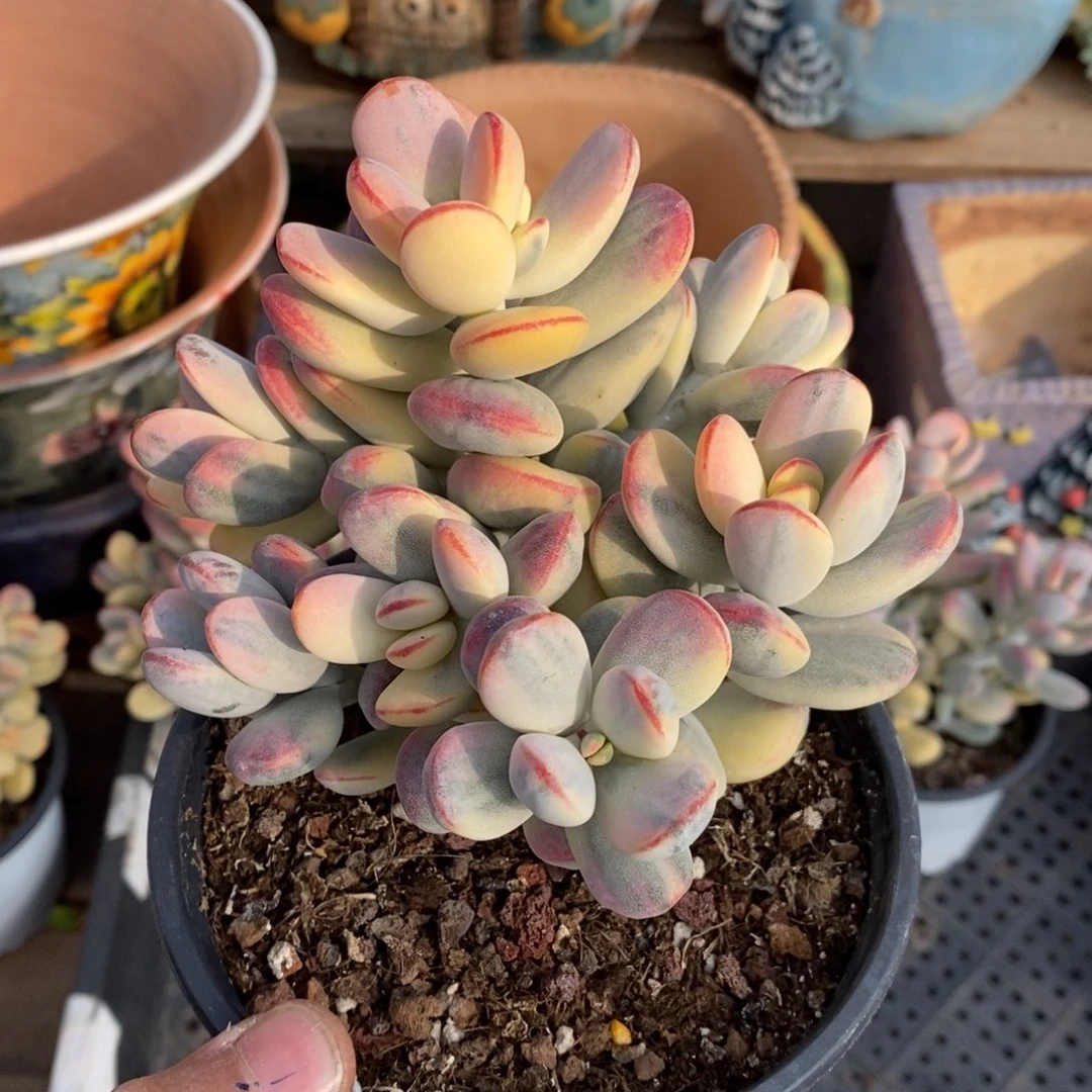 咕**噜福娘锦多肉植物