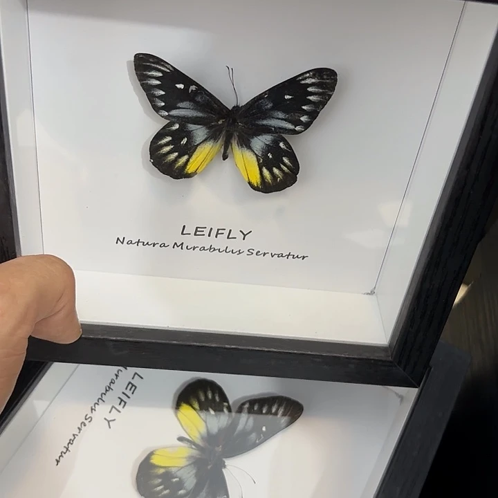 方框白底报喜斑粉蝶